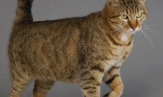 开云APP-从马德里到慕尼黑，贝林厄姆如何以日本血拼式侵略性，在德甲争冠战中接管比赛