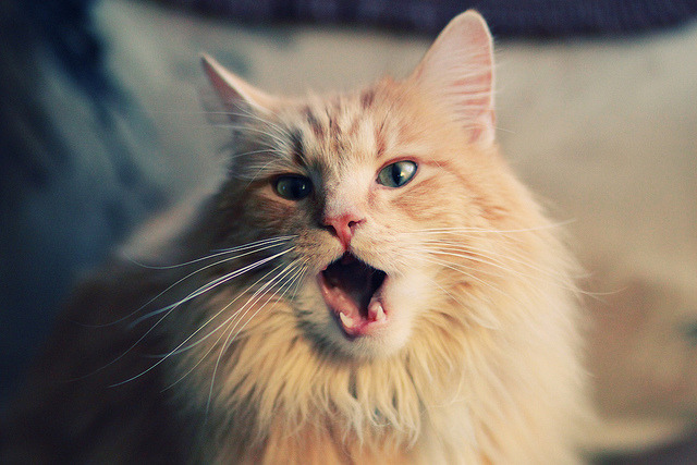 当马刺横扫国王，布克在欧冠决赛接管比赛，跨越时空的统治力叙事